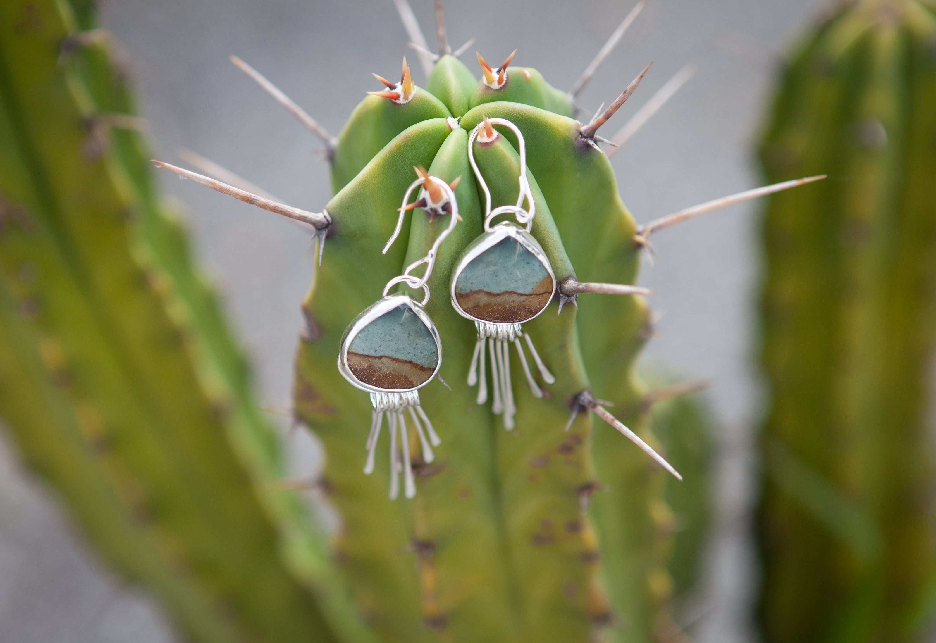 Earrings featuring polychrome jasper in sterling silver. Desert themed, set against a prickly cactus. 